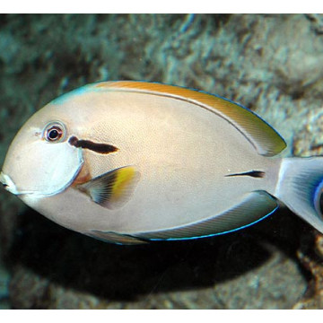 Acanthurus nigricauda 7-9 cm